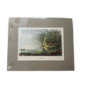 Long-Billed Curlew Birds Art Print By Audubon Matted & Wrapped 13"x16"*Read
